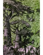 Baobab Collection Sacred Trees Touba vonná svíčka 1100 g