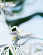 BYREDO Blanche Absolu parfémovaná voda pro ženy 100 ml