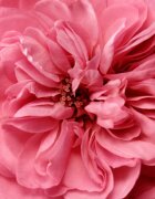 Chantecaille Rose de Mai Eye Lift oční krém s liftingovým efektem proti otokům 15 ml