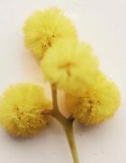 Chloé Atelier des Fleurs Herba Mimosa parfémovaná voda pro ženy 50 ml