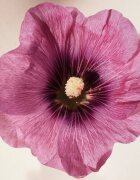 Chloé Atelier des Fleurs Hibiscus Abelmoschus parfémovaná voda pro ženy 50 ml