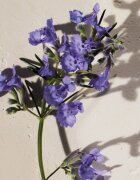 Chloé Atelier des Fleurs Hysope parfémovaná voda pro ženy 50 ml