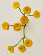 Chloé Atelier des Fleurs Immortelle parfémovaná voda pro ženy 150 ml
