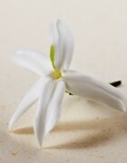 Chloé Atelier des Fleurs Jasminum Sambac parfémovaná voda pro ženy 150 ml