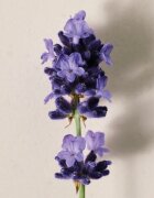 Chloé Atelier des Fleurs Lavanda parfémovaná voda pro ženy 150 ml