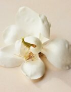 Chloé Atelier des Fleurs Magnolia Alba parfémovaná voda pro ženy 50 ml