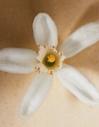 Chloé Atelier des Fleurs Neroli parfémovaná voda pro ženy 50 ml