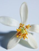 Chloé Atelier des Fleurs Nuit d'Oranger parfémovaná voda pro ženy 50 ml