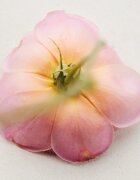 Chloé Atelier des Fleurs Rosa Damascena parfémovaná voda pro ženy 50 ml