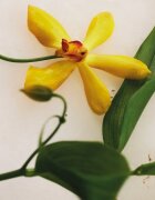 Chloé Atelier des Fleurs Vanilla Planifolia parfémovaná voda pro ženy 150 ml