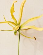 Chloé Atelier des Fleurs Ylang Cananga parfémovaná voda pro ženy 150 ml