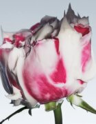 fresh Rose Deep Hydration Face Cream hydratační krém na obličej s kyselinou hyaluronovou 50 ml