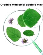 Klorane Bio Máta Vodní čisticí detoxikační šampon pro normální vlasy 200 ml