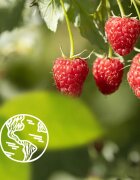 Le Petit Marseillais Bio Malina & Pivoňka krémový sprchový gel 400 ml