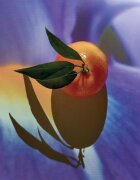 Loewe Solo Elixir parfémovaná voda pro muže 50 ml