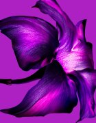 Mugler Alien Extraintense parfémovaná voda pro ženy 60 ml