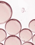 Omorovicza Queen Serum omlazující pleťové sérum 30 ml