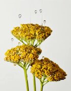 Origins Plantscription™ Multi-Powered Youth Serum omlazující pleťové sérum 50 ml