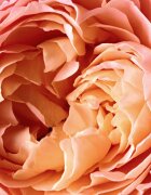Reminiscence Rose Tentation parfémovaná voda unisex 100 ml