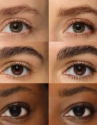 Rimmel Wonder'Freeze gelová řasenka na obočí odstín 004 Deep Brown 6 g