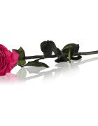 RoseAmor Fuchsia stabilizovaná růže na stonku 30 cm 1 ks