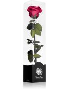 RoseAmor Fuchsia stabilizovaná růže na stonku 30 cm 1 ks