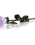 RoseAmor Lila stabilizovaná růže na stonku 30 cm 1 ks