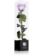 RoseAmor Lila stabilizovaná růže na stonku 30 cm 1 ks