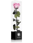 RoseAmor Pink stabilizovaná růže na stonku 30 cm 1 ks