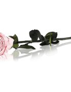 RoseAmor Pink stabilizovaná růže na stonku 30 cm 1 ks