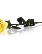 RoseAmor Yellow stabilizovaná růže na stonku 30 cm 1 ks