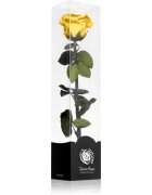RoseAmor Yellow stabilizovaná růže na stonku 30 cm 1 ks