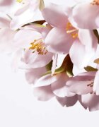 Shiseido White Lucent Illuminating Micro-Spot Serum zesvětlující korekční sérum proti pigmentovým skvrnám 50 ml