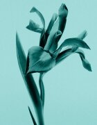 Tiffany & Co. Sheer toaletní voda pro ženy 50 ml