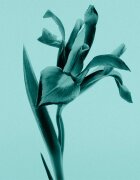 Tiffany & Co. Sheer toaletní voda pro ženy 75 ml