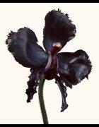 TOM FORD Black Orchid Reserve parfém unisex 100 ml