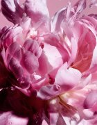 Viktor & Rolf Flowerbomb Pretty Peony parfémovaná voda pro ženy 50 ml