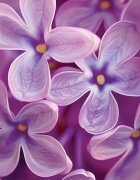 Yankee Candle Lilac Blossoms vonná svíčka Signature 110 g