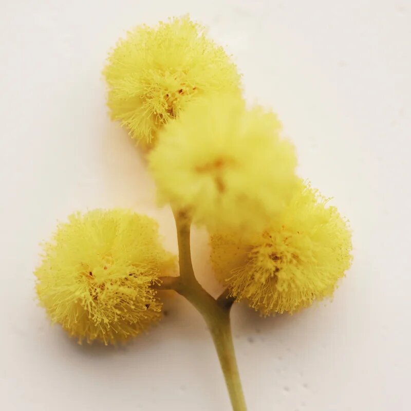 Chloé Atelier des Fleurs Herba Mimosa parfémovaná voda pro ženy 50 ml
