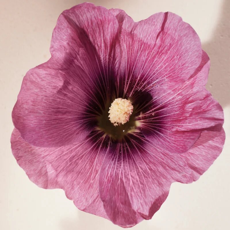 Chloé Atelier des Fleurs Hibiscus Abelmoschus parfémovaná voda pro ženy 50 ml