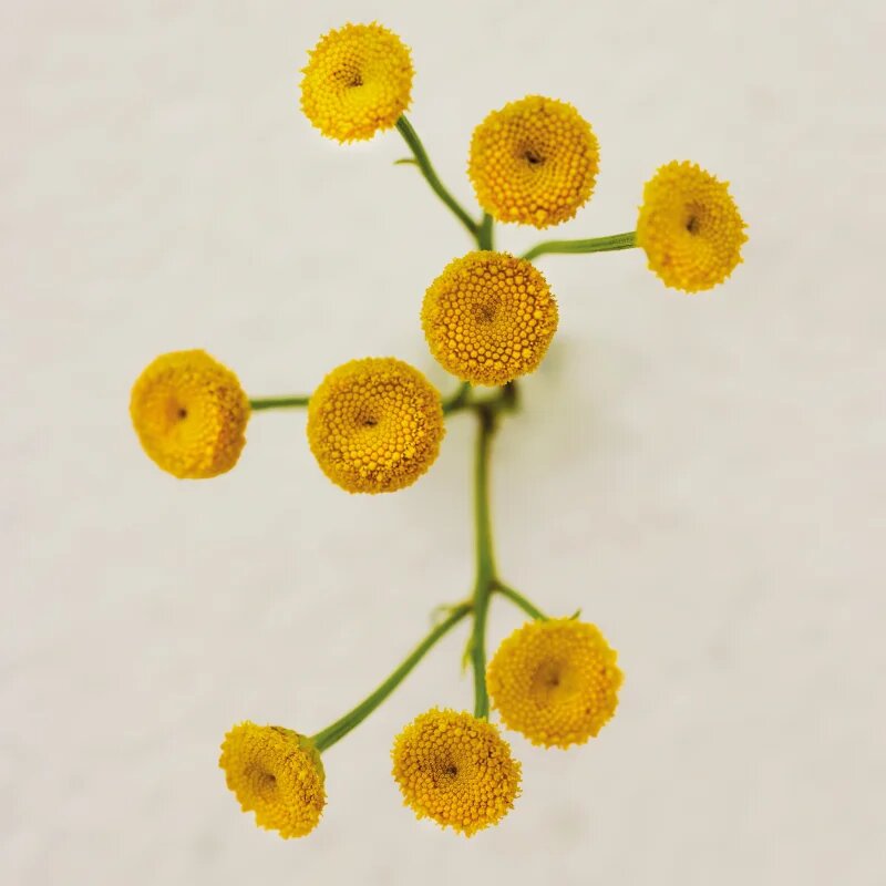 Chloé Atelier des Fleurs Immortelle parfémovaná voda pro ženy 150 ml