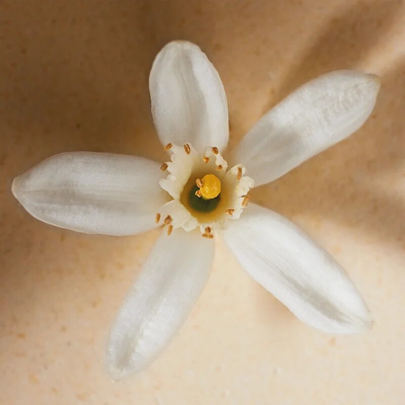 Chloé Atelier des Fleurs Neroli parfémovaná voda pro ženy 50 ml