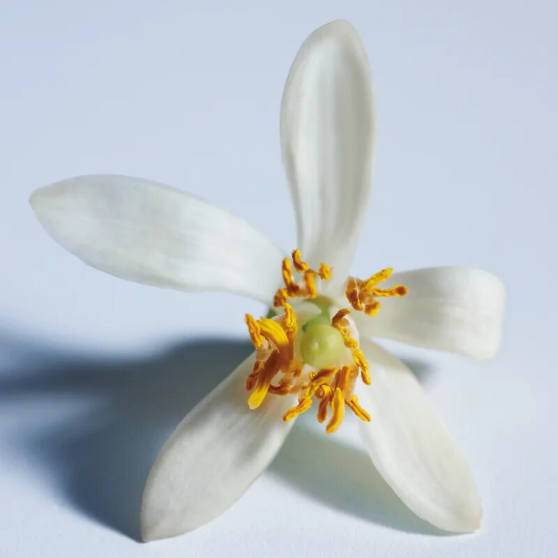 Chloé Atelier des Fleurs Nuit d'Oranger parfémovaná voda pro ženy 50 ml