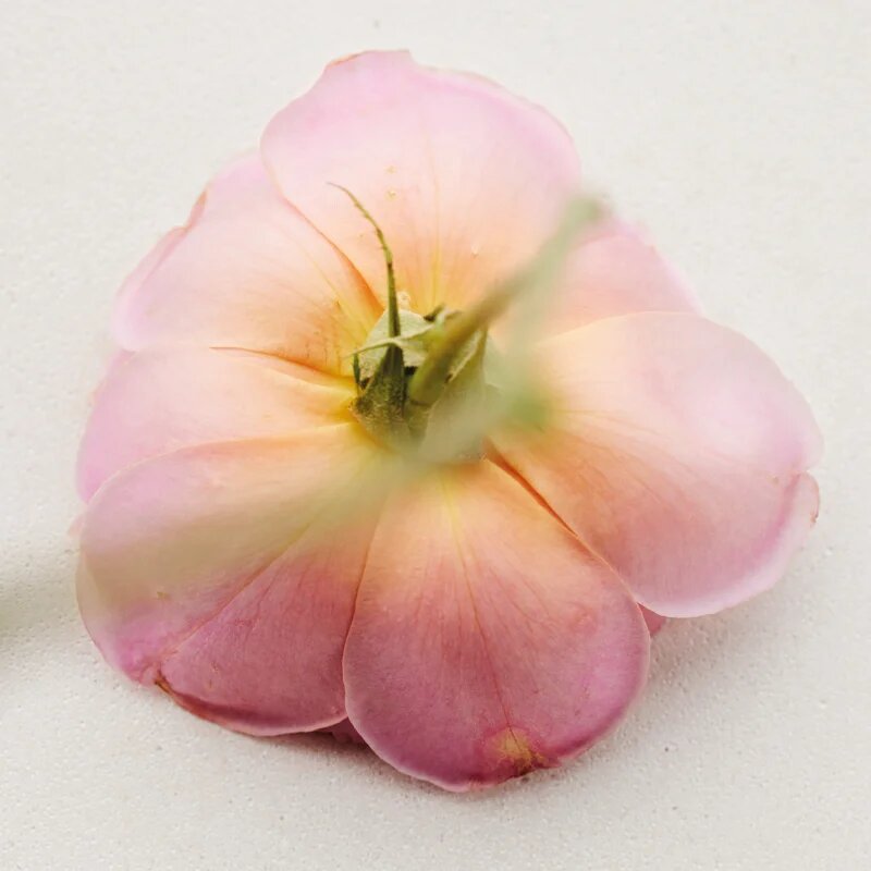 Chloé Atelier des Fleurs Rosa Damascena parfémovaná voda pro ženy 50 ml