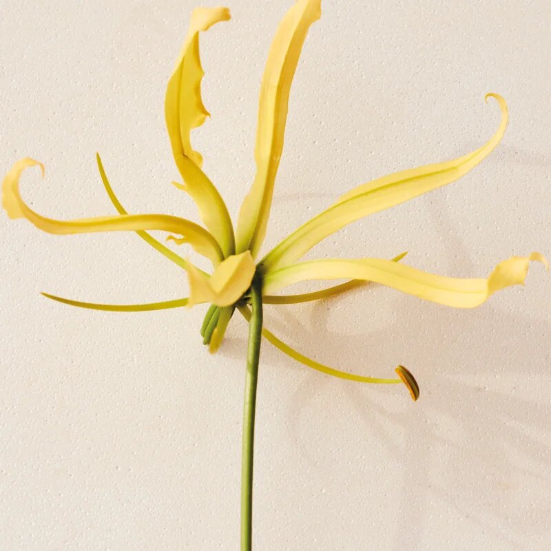 Chloé Atelier des Fleurs Ylang Cananga parfémovaná voda pro ženy 150 ml