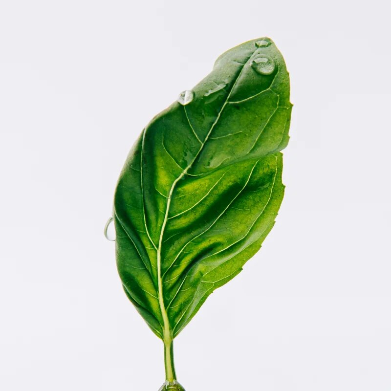 Loewe Esencia parfémovaná voda pro muže 15 ml