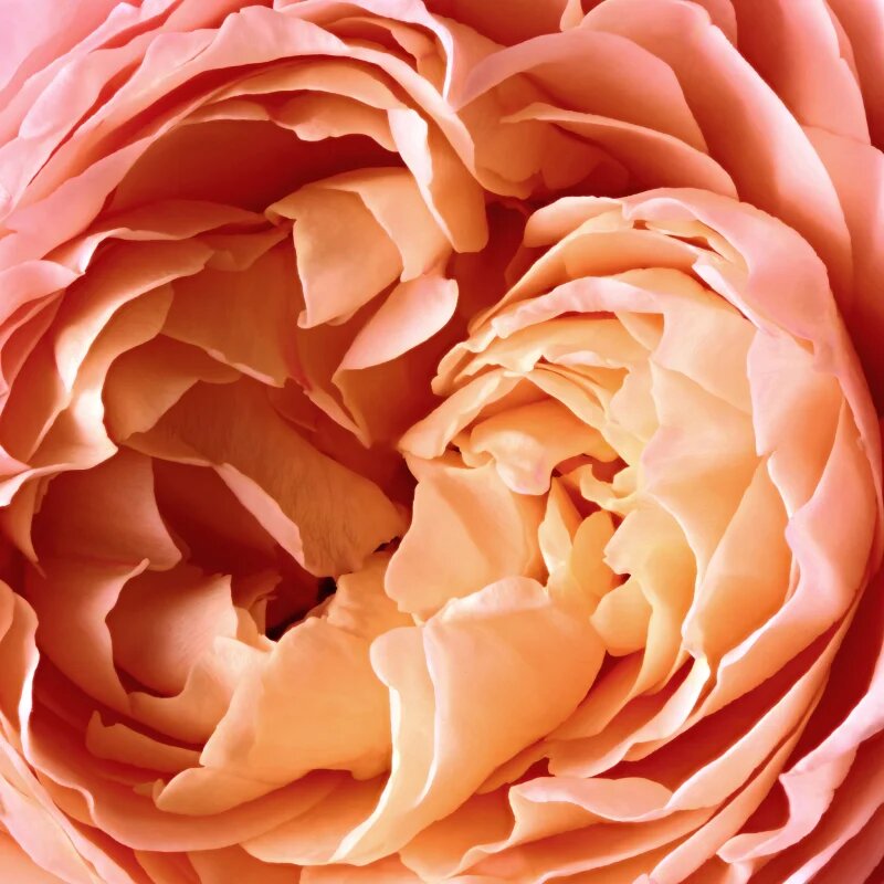 Reminiscence Rose Tentation parfémovaná voda unisex 50 ml