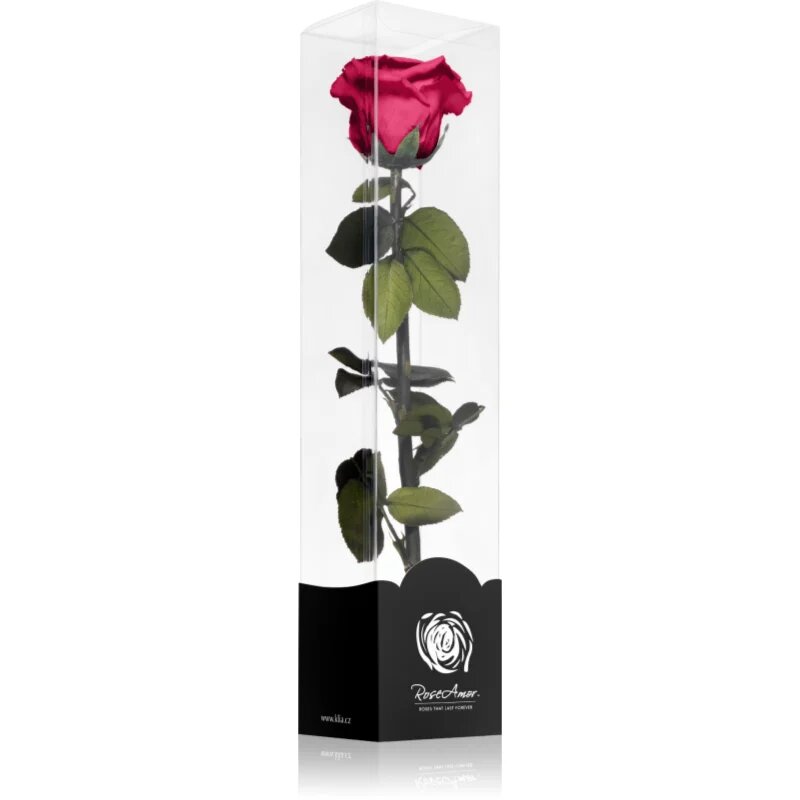 RoseAmor Fuchsia stabilizovaná růže na stonku 30 cm 1 ks