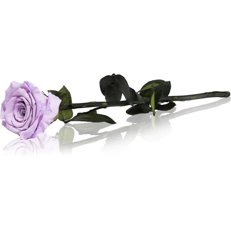 RoseAmor Lila stabilizovaná růže na stonku 30 cm 1 ks