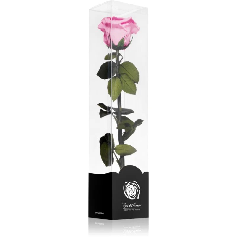 RoseAmor Pink stabilizovaná růže na stonku 30 cm 1 ks